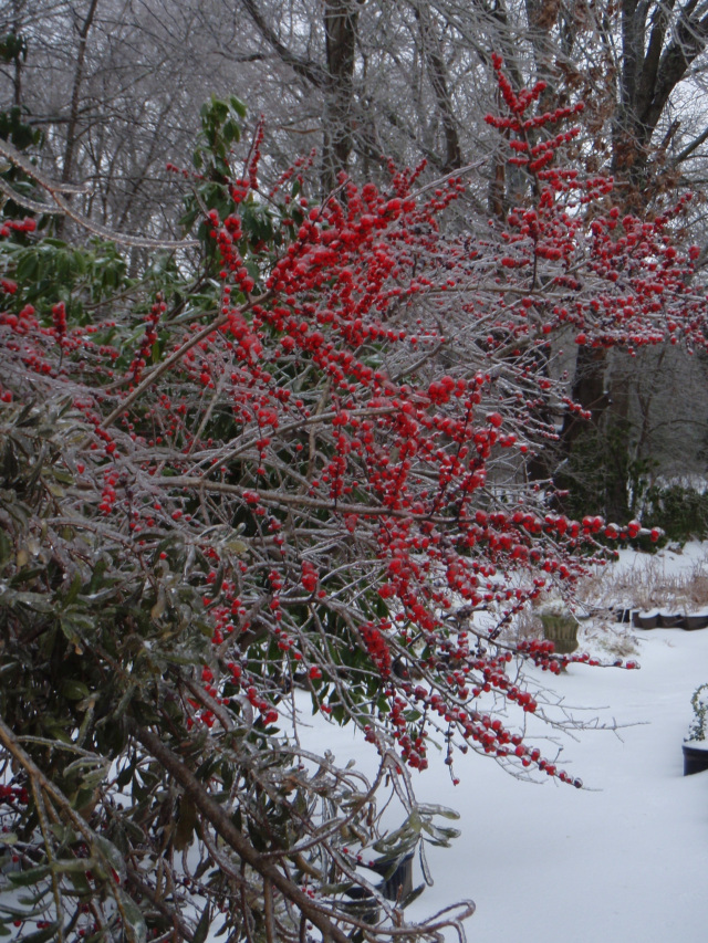 Winter Red Winterberry (Ilex verticillata)