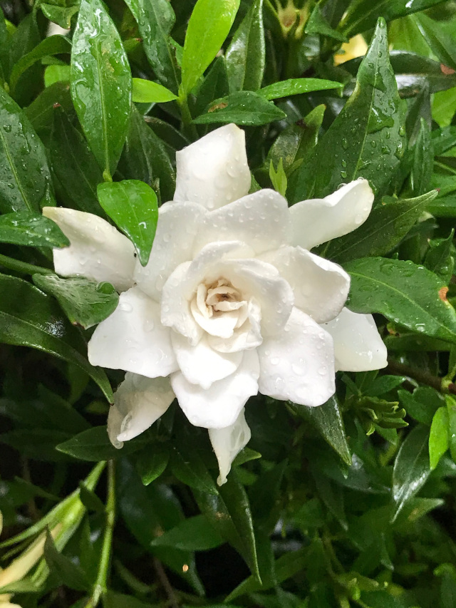Jubilation Gardenia (Gardenia jasminoides)