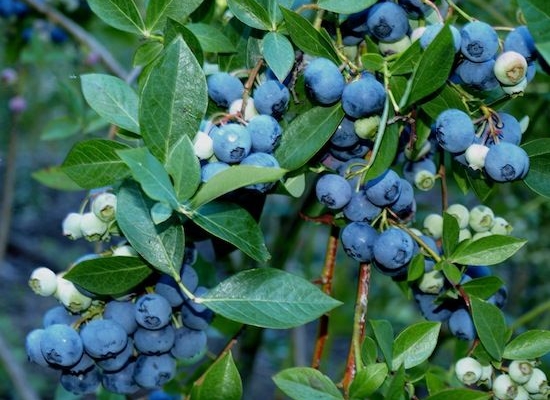Tifblue Blueberry (Vaccinium ashei 'Tifblue')