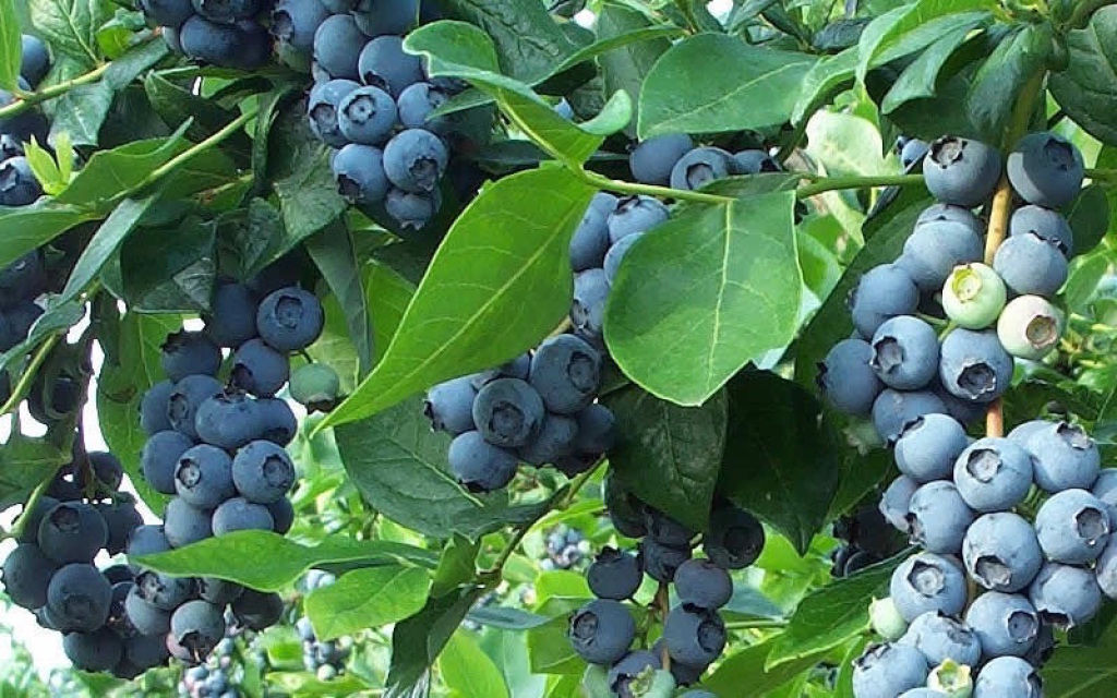 Climax Blueberry (Vaccinium ashei 'Climax')