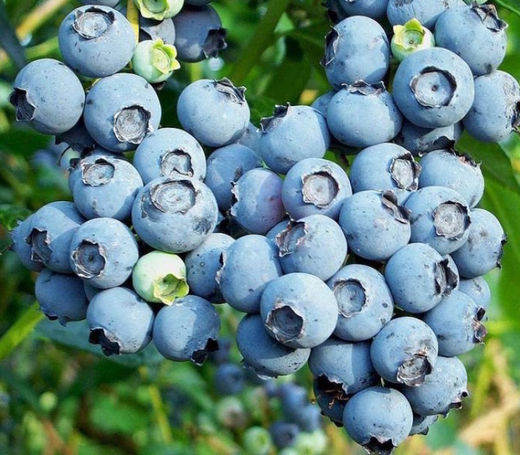 Premier Blueberry (Vaccinium ashei 'Premier')