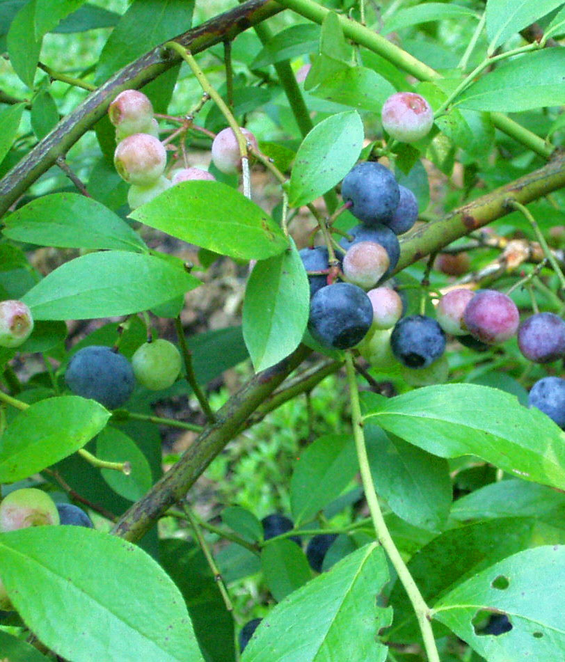 Brightwell Blueberry (Vaccinium ashei 'Brightwell')