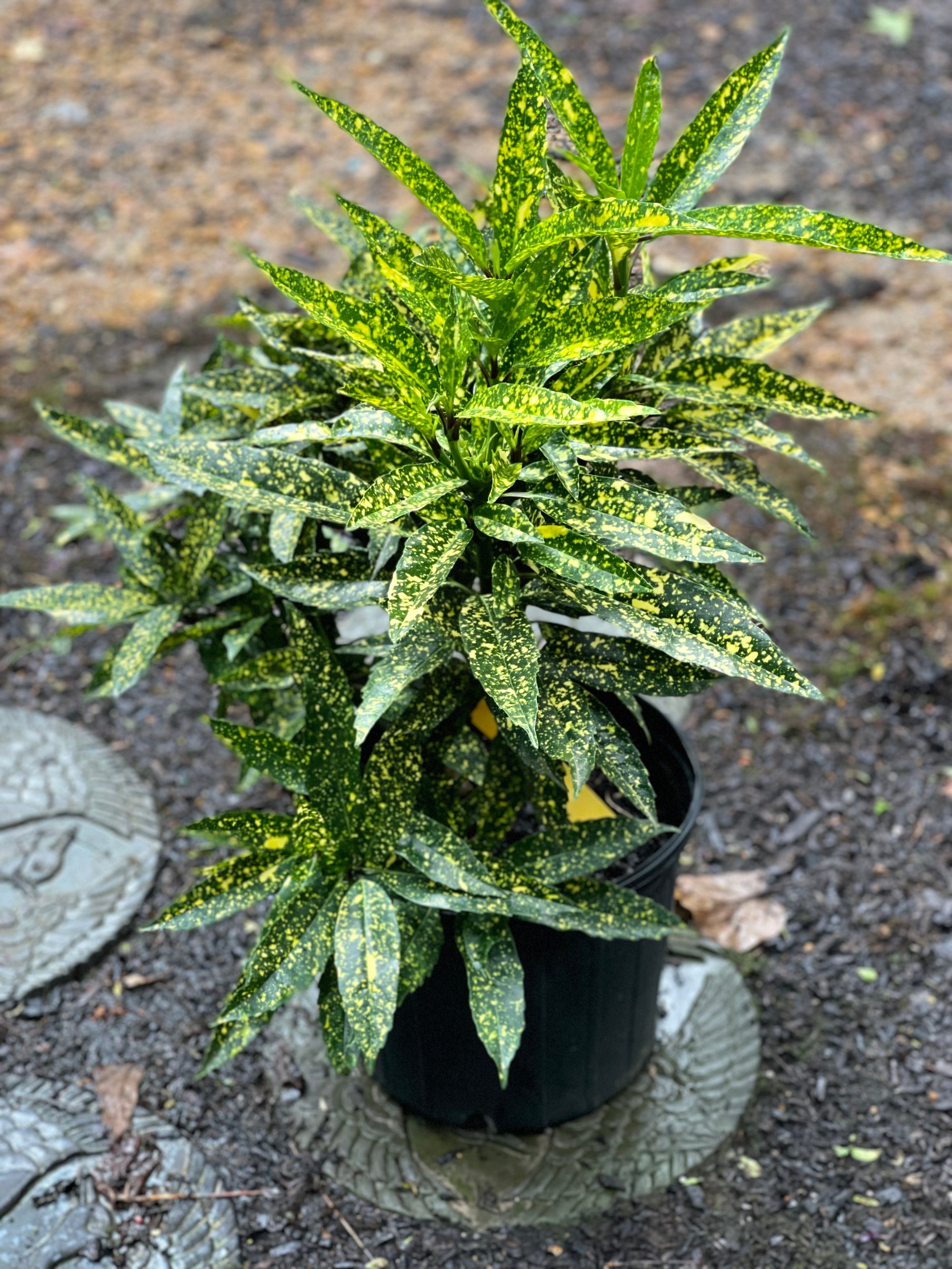 variegated gold dust plant (aucuba japonica 'variegata')