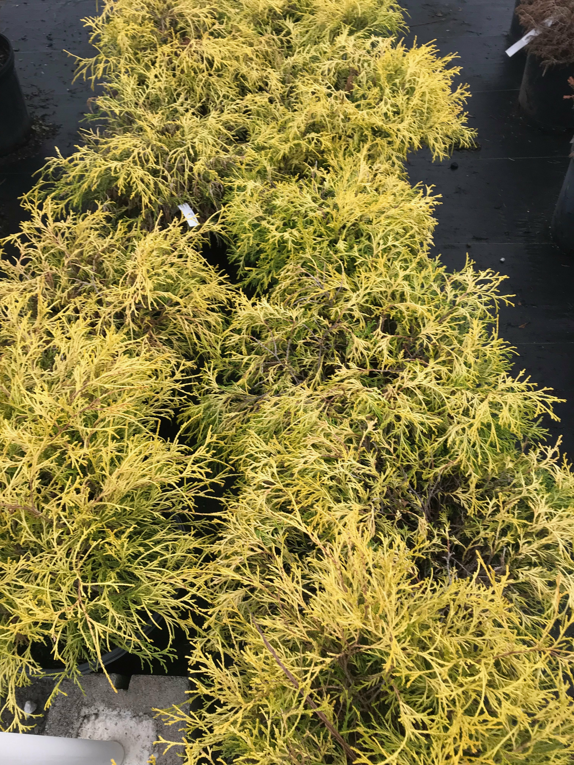 Golden Mop Threadleaf False Cypress (Chamaecyparis pisifera 'Golden Mop') Gold Mop Cypress